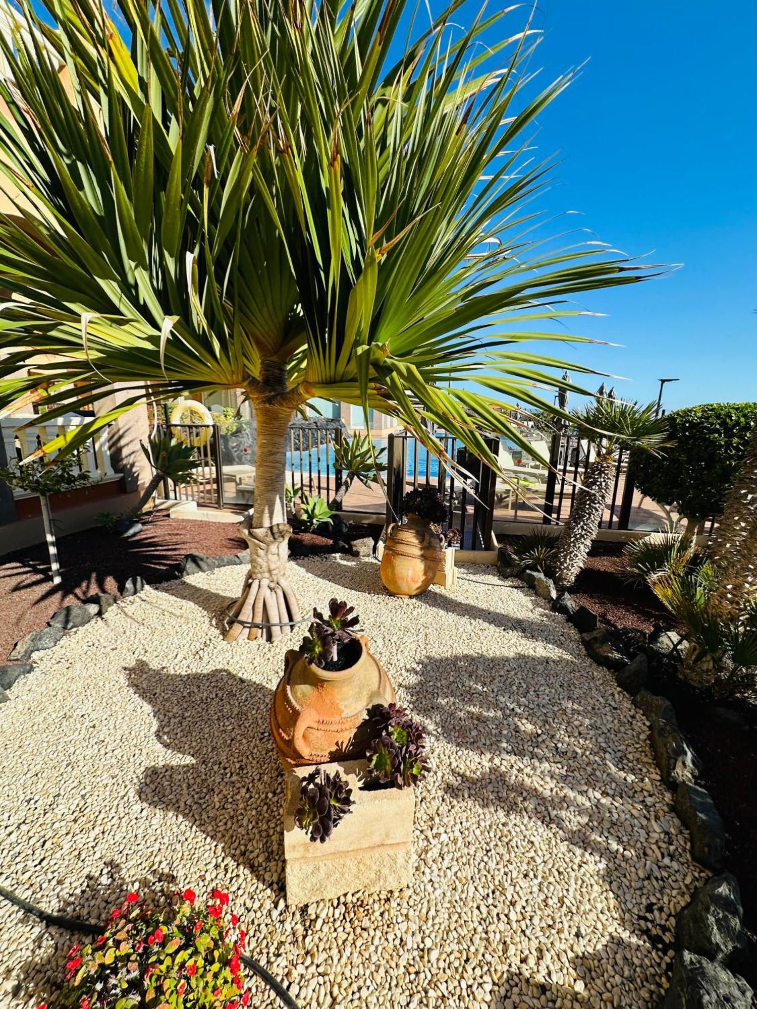 El Nautico Coral Suites 圣米格尔德阿沃纳 外观 照片